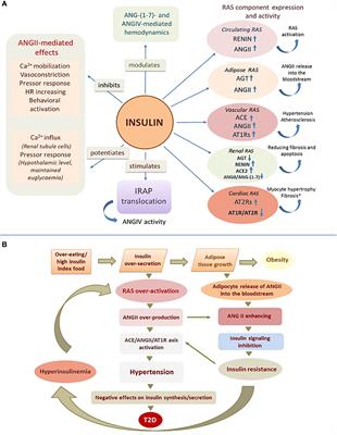 Insulin in the regulation of the renin-angiotensin system: a new perspective on the mechanism of insulin resistance and diabetic complications